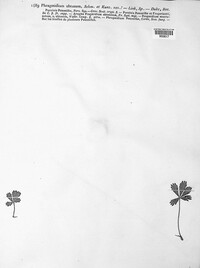 Phragmidium fragariae image